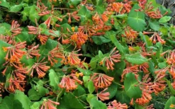 Dropmore Scarlet Honeysuckle Vine - Lonicera X Brownii - 3 Gallon Pot -Herbers Zone Honeysuckle Dropmore Scarlet 1