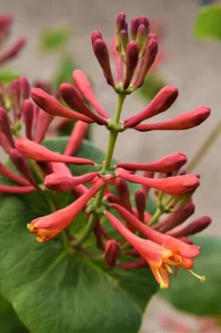 Dropmore Scarlet Honeysuckle Vine - Lonicera X Brownii - 3 Gallon Pot -Herbers Zone Honeysuckle Dropmore Scarlet 3
