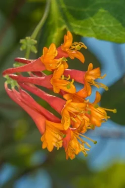 Dropmore Scarlet Honeysuckle Vine - Lonicera X Brownii - 3 Gallon Pot -Herbers Zone Honeysuckle Dropmore Scarlet 5