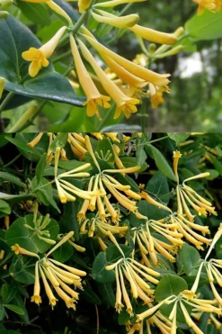 John Clayton Yellow Honeysuckle Vine - 2 Gallon Pot -Herbers Zone Honeysuckle John Clayton 2