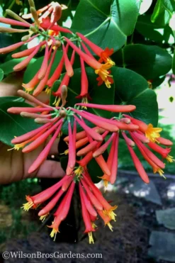 Major Wheeler Red Trumpet Honeysuckle - 1 Gallon Pot (On Trellis) 16 Major Wheeler Red Trumpet Honeysuckle - 1 Gallon Pot (On Trellis) -Herbers Zone Honeysuckle Major Wheeler 23