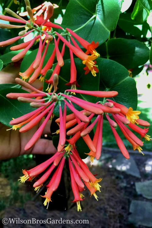 Major Wheeler Red Trumpet Honeysuckle - 1 Gallon Pot (On Trellis) 8 Major Wheeler Red Trumpet Honeysuckle - 1 Gallon Pot (On Trellis) - Image 8