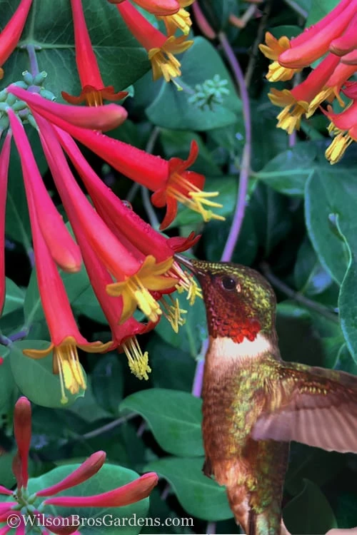 Major Wheeler Red Trumpet Honeysuckle - 1 Gallon Pot (On Trellis) 1 Major Wheeler Red Trumpet Honeysuckle - 1 Gallon Pot (On Trellis)