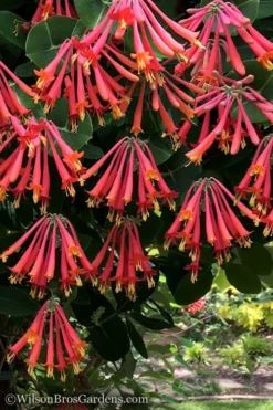 Major Wheeler Red Trumpet Honeysuckle - 1 Gallon Pot (On Trellis) 12 Major Wheeler Red Trumpet Honeysuckle - 1 Gallon Pot (On Trellis) -Herbers Zone Honeysuckle Major Wheeler 31