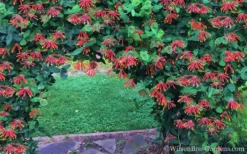 Major Wheeler Red Trumpet Honeysuckle - 1 Gallon Pot (On Trellis) 13 Major Wheeler Red Trumpet Honeysuckle - 1 Gallon Pot (On Trellis) -Herbers Zone Honeysuckle Major Wheeler 35