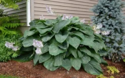Empress Wu Giant Hosta Lily - 1 Gallon Pot 11 Empress Wu Giant Hosta Lily - 1 Gallon Pot -Herbers Zone Hosta Empress Wu 20