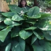 Empress Wu Giant Hosta Lily - 2 Gallon Pot