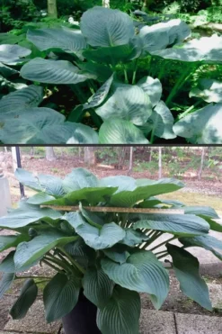 Empress Wu Giant Hosta Lily - 1 Gallon Pot 12 Empress Wu Giant Hosta Lily - 1 Gallon Pot -Herbers Zone Hosta Empress Wu 500x750 1