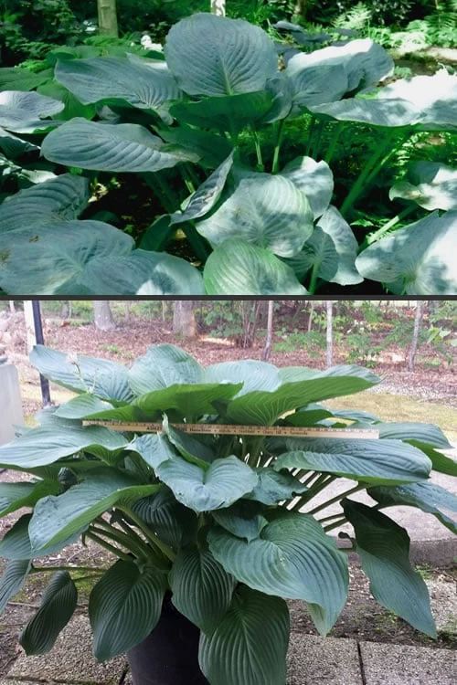 Empress Wu Giant Hosta Lily - 1 Gallon Pot 6 Empress Wu Giant Hosta Lily - 1 Gallon Pot - Image 6