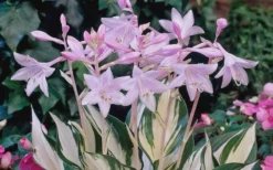 Fire & Ice Hosta Lily - 6 Pack Of 1 Gallon Pots -Herbers Zone Hosta Fire And Ice Flowers