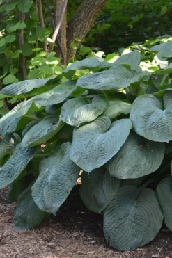 Sieboldiana Elegans Hosta Lily - 1 Gallon Pot -Herbers Zone Hosta Sieboldiana Elegans 6