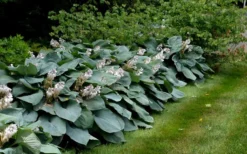Sieboldiana Elegans Hosta Lily - 1 Gallon Pot -Herbers Zone Hosta Sieboldiana Elegans 7
