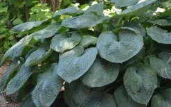 Sieboldiana Elegans Hosta Lily - 1 Gallon Pot -Herbers Zone Hosta Sieboldiana Elegans 8