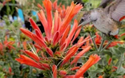 Uruguayan Firecracker Hummingbird Plant (Dicliptera Suberecta) - 3 Pack Of Quart Pots -Herbers Zone Hummingbird Plant Dicliptera Suberecta