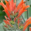 Uruguayan Firecracker Hummingbird Plant (Dicliptera Suberecta) - 3 Pack Of Quart Pots