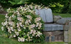 Roseum Pink Climbing Hydrangea - Schizophragma Hydrangeoides - 3 Gallon Pot -Herbers Zone Hydrangea Climbing Pink 14