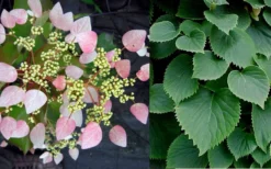 Roseum Pink Climbing Hydrangea - Schizophragma Hydrangeoides - 3 Gallon Pot -Herbers Zone Hydrangea Pink Climbing 1