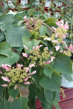 Roseum Pink Climbing Hydrangea - Schizophragma Hydrangeoides - 3 Gallon Pot -Herbers Zone Hydrangea Pink Climbing 1 500x750 1