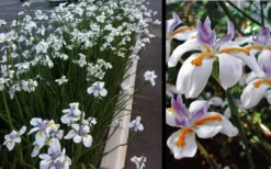White African Iris - Fortnight Lily - Dietes Iridioides - 1 Gallon Pot 9 White African Iris - Fortnight Lily - Dietes Iridioides - 1 Gallon Pot -Herbers Zone Iris African White 3