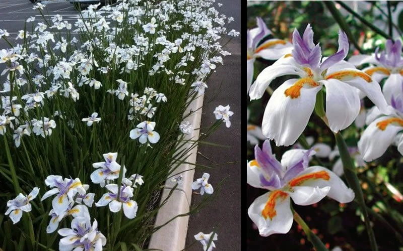 White African Iris - Fortnight Lily - Dietes Iridioides - 1 Gallon Pot 5 White African Iris - Fortnight Lily - Dietes Iridioides - 1 Gallon Pot - Image 5