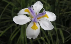 White African Iris - Fortnight Lily - Dietes Iridioides - 1 Gallon Pot 8 White African Iris - Fortnight Lily - Dietes Iridioides - 1 Gallon Pot -Herbers Zone Iris African White Flower
