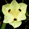 Yellow Butterfly African Iris - Dietes Bicolor - 1 Gallon Pot