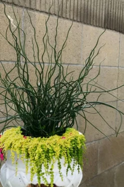 Big Twister Giant Corkscrew Rush (Juncus Effusus) - 5 Pack Of Quart Pots -Herbers Zone Juncus Big Twister 12