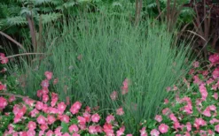Blue Arrows Rush (Juncus Inflexus) - 6 Pack Of 1 Gallon Pots -Herbers Zone Juncus Blue Arrows 12