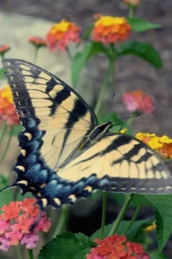 Miss Huff Hardy Lantana - 1 Gallon Pot -Herbers Zone Lantana Miss Huff 16 1