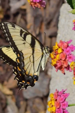 Sonset Hardy Lantana - 1 Gallon Pot -Herbers Zone Lantana Sonset 25