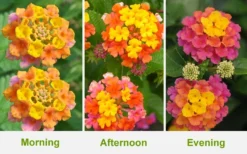 Sonset Hardy Lantana - 1 Gallon Pot -Herbers Zone Lantana Sonset 26