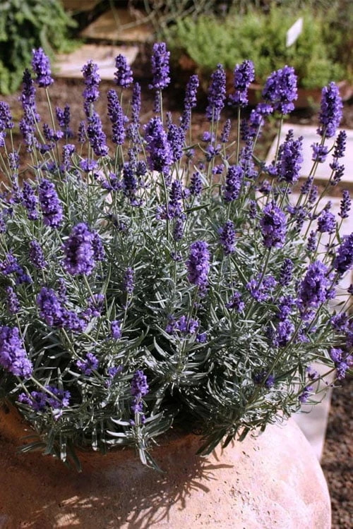 Hidcote Blue English Lavender - 6 Pack Of Pint Pots 4 Hidcote Blue English Lavender - 6 Pack Of Pint Pots - Image 4