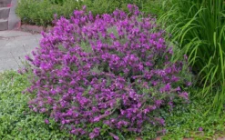 Otto Quast Spanish Lavender - 1 Gallon Pot -Herbers Zone Lavender Otto Quast 21 1