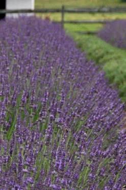 Phenomenal Lavender - 1 Gallon Pot -Herbers Zone Lavender Phenomenal 11
