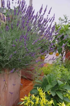 Phenomenal Lavender - 1 Gallon Pot -Herbers Zone Lavender Phenomenal 12