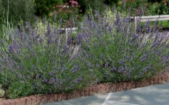 Phenomenal Lavender - 1 Gallon Pot -Herbers Zone Lavender Phenomenal 13