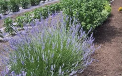 Provence French Lavender - 5 Pack Of Quart Pots -Herbers Zone Lavender Provence 1