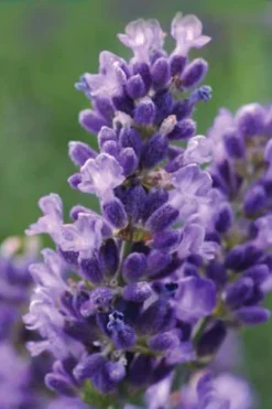 SuperBlue English Lavender - 1 Gallon Pot -Herbers Zone Lavender Super Blue 1