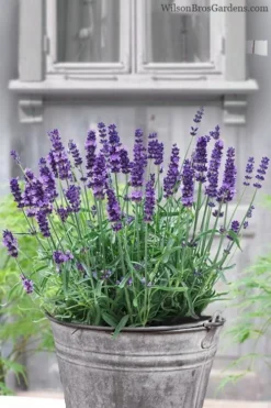 SuperBlue English Lavender - 1 Gallon Pot -Herbers Zone Lavender Superblue 12