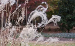 Little Zebra Grass - Miscanthus - 6 Pack Of 1 Gallon Pots 13 Little Zebra Grass - Miscanthus - 6 Pack Of 1 Gallon Pots -Herbers Zone Little Zebra Grass 1