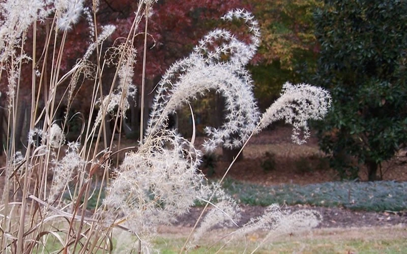 Little Zebra Grass - Miscanthus - 6 Pack Of 1 Gallon Pots 7 Little Zebra Grass - Miscanthus - 6 Pack Of 1 Gallon Pots - Image 7