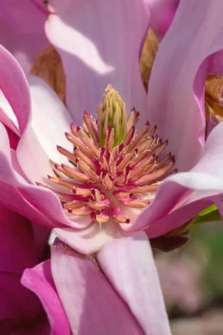 Ann Magnolia Tulip Tree - 2 Gallon Pot -Herbers Zone Magnolia Ann 31 2