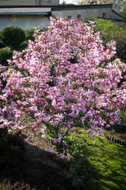 Betty Magnolia Tulip Tree - 3 Gallon Pot -Herbers Zone Magnolia Betty 7 1