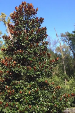 Brackens Brown Beauty Magnolia - 7 Gallon Pot (4-5') -Herbers Zone Magnolia Bracken Brown Beauty 500x750 6