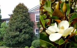 Brackens Brown Beauty Magnolia - 7 Gallon Pot (4-5') -Herbers Zone Magnolia Brackens Brown Beauty 1 5