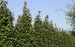 Brackens Brown Beauty Magnolia - 7 Gallon Pot (5-6') -Herbers Zone Magnolia Brackens Brown Beauty 6