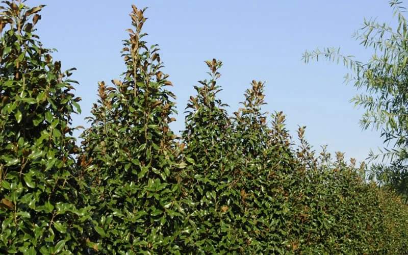 Brackens Brown Beauty Magnolia - 5 Gallon Pot 7 Brackens Brown Beauty Magnolia - 5 Gallon Pot - Image 7