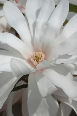 Centennial Star Magnolia - 1 Gallon Pot 14 Centennial Star Magnolia - 1 Gallon Pot -Herbers Zone Magnolia Centennial 11 1