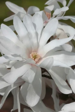 Centennial Star Magnolia - 3 Gallon Pot