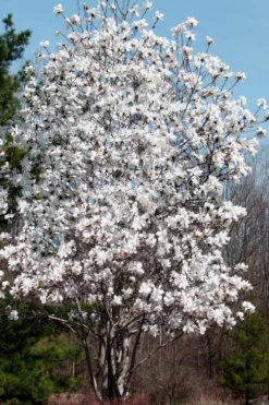 Centennial Star Magnolia - 3 Gallon Pot -Herbers Zone Magnolia Centennial 19